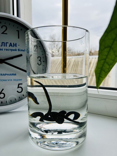 Пиявки в воде - картинка