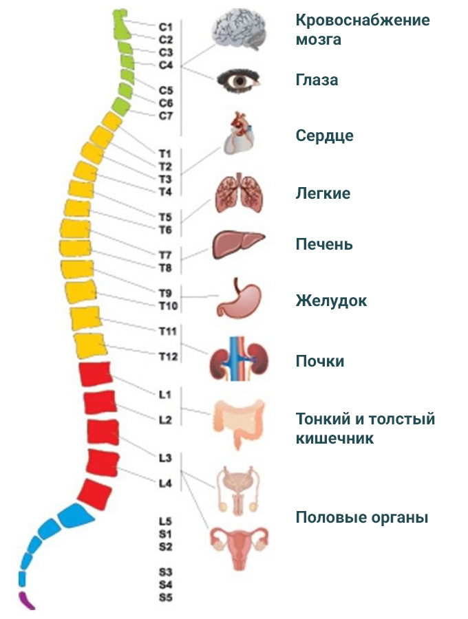Позвоночник- взаимосвязь с органами, картинка